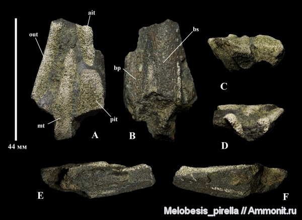 мел, химеры, маастрихт, Chondrichthyes, Holocephali, Ischyodus, Волгоградская область, Волгоград, Chimaeroidei, Maastrichtian, Cretaceous