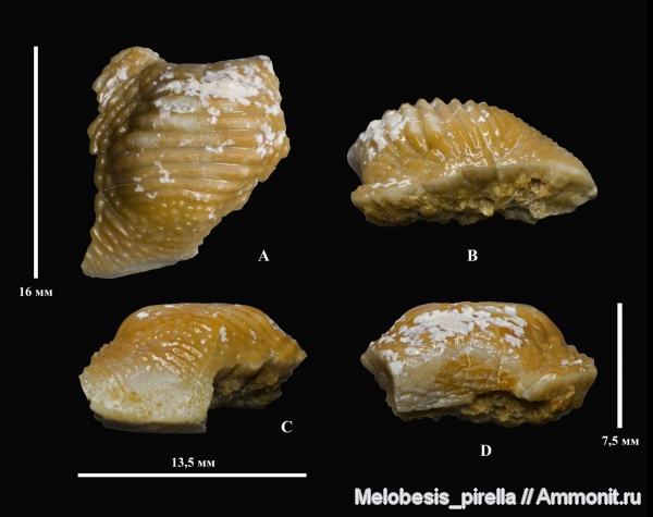 мел, сеноман, Ptychodus, Волгоградская область, Hybodontiformes, Волгоград, Ptychodus mammillaris, Cenomanian, Cretaceous, Ptychodontidae