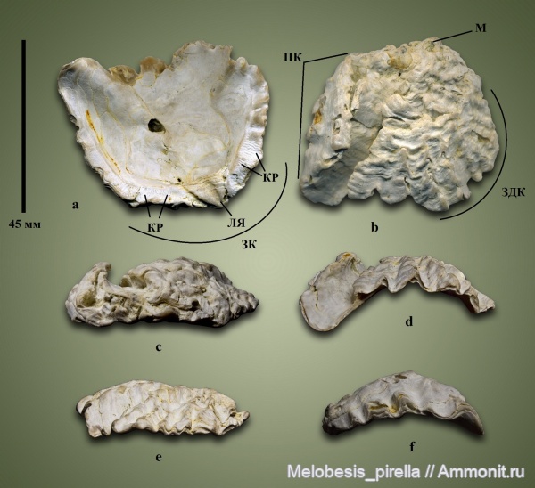 мел, Lopha, устрицы, кампан, Волгоградская область, Hyotissa semiplana, Волгоград, Campanian, Cretaceous