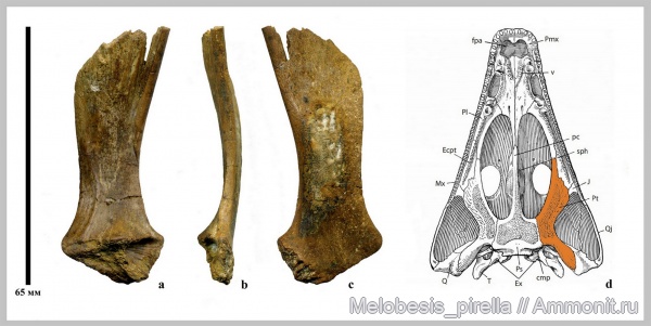 триас, амфибии, Parotosuchus, Волгоградская область, оленёкский ярус, Trematosaurus, Волгоград, Triassic триас, амфибии, Parotosuchus, Волгоградская область, оленёкский ярус, Trematosaurus, Волгоград, Triassic