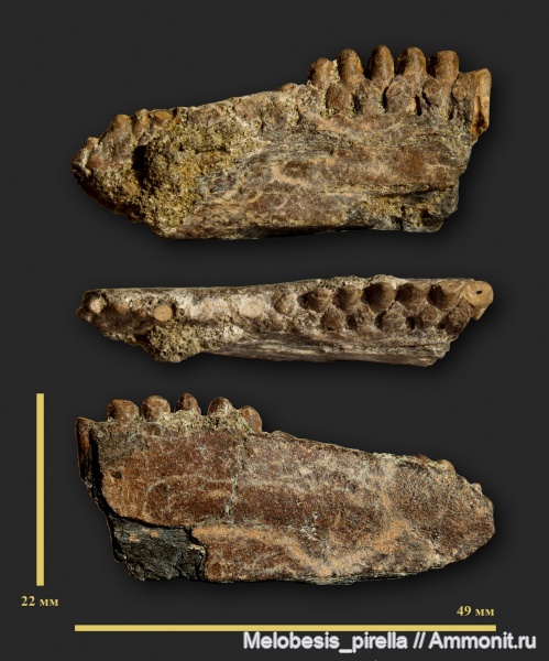 рыбы, зубы, маастрихт, Волгоградская область, Ichthyodectiformes, Волгоград, Maastrichtian, fish, teeth, Saurocephalus, Saurodontidae
