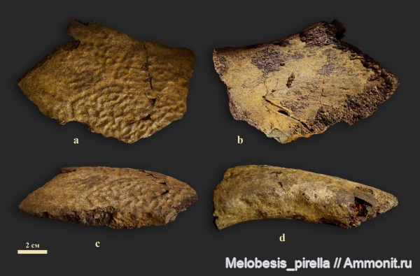 рептилии, мел, черепахи, маастрихт, Волгоградская область, Trionychidae, Волгоград, Maastrichtian, нухальная пластина, карапакс, carapace, Peritresius, Tryonix, nuchal emargination