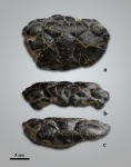 Краб Glyphithyreus cf. wetherelli (Bell, 1858)