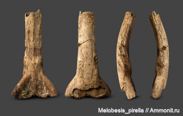 мел, химеры, маастрихт, головной шип, Ischyodus, Волгоградская область, Волгоград, Edaphodon, Chimaeroidei, Maastrichtian, Cretaceous, класпер химеры, clasper spine, frontal clasper, тенакулюм