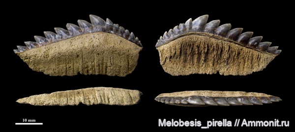палеоген, зубы, палеоцен, зубы акул, Notidanodon, Волгоградская область, датский ярус, Hexanchiformes, Волгоград, даний, Notidanodon brotzeni, Notidanus, teeth, shark teeth
