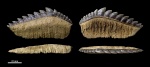 Notidanodon brotzeni (Siverson, 1995)