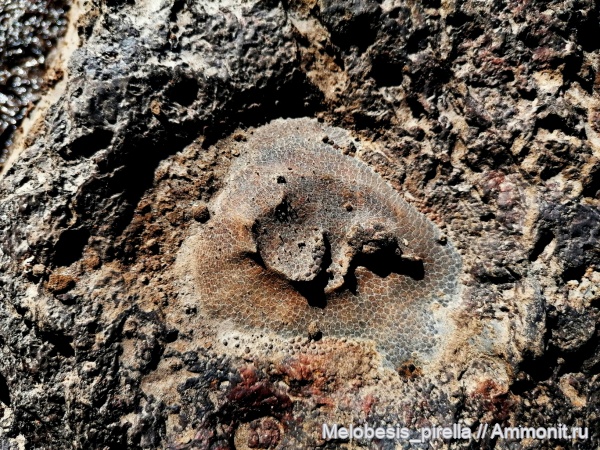 девон, кораллы, Devonian, Tabulata, Favosites, tabulatoidea, Favositidae