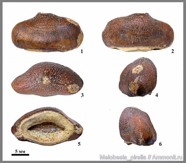 рептилии, мел, зубы, мозазавры, маастрихт, Carinodens belgicus, Carinodens, Волгоградская область, зубы рептилий, Волгоград, Maastrichtian, Cretaceous, Зуб мозазавра