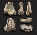 Фрагмент бедра Hesperornis sp.