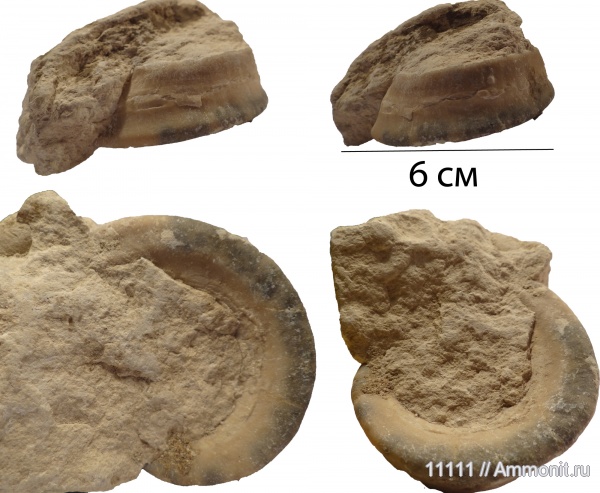 гастроподы, карбон, Euomphalus, Euomphalus marginatus, Тульская область
