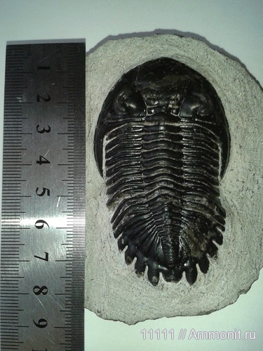 трилобиты, девон, Марокко, членистоногие, Devonian, Hollardops, Phacopida, Acastidae, Phacopina, Asteropyginae