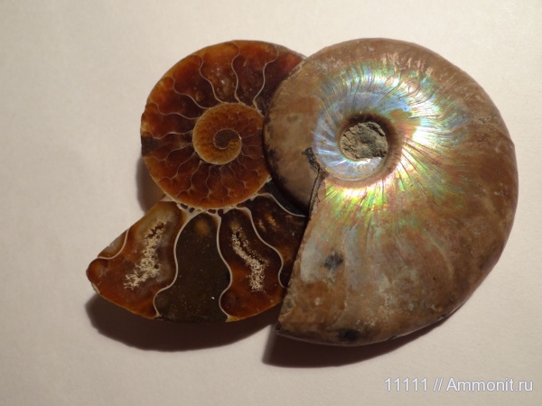 мел, Мадагаскар, Cleoniceras, Cretaceous