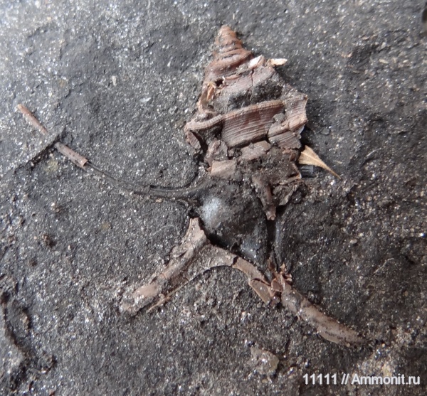 гастроподы, Бронницы, оксфорд, Dicroloma, Aporrhaidae, Oxfordian