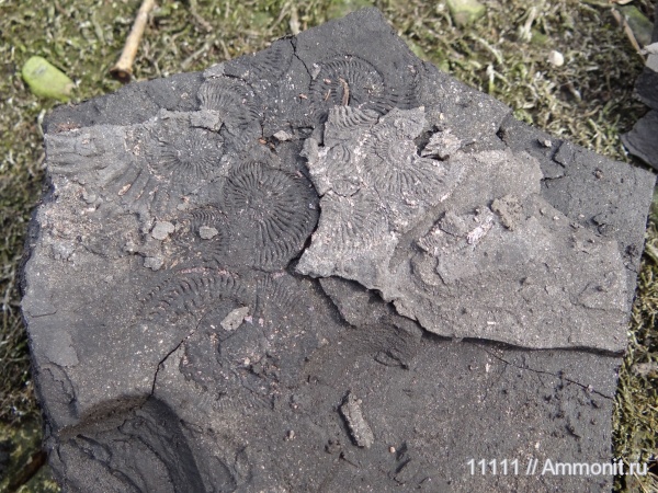 аммониты, юра, Бронницы, оксфорд, Ammonites, Oxfordian, Jurassic