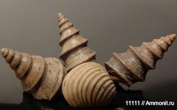 гастроподы, Бронницы, оксфорд, Dicroloma, Trautscholdia, Bicorempterus, Oxfordian