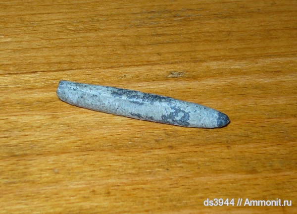 белемниты, верхний мел, Neohibolites, Neohibolites ultimus, Upper Cretaceous, belemnites