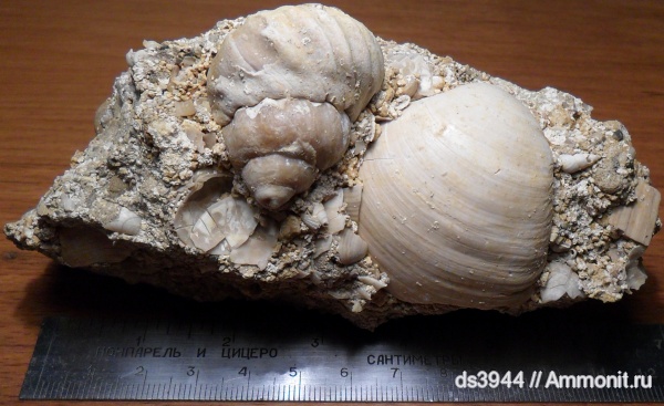 неоген, сармат, Barbotella intermedia, mactra fabreana