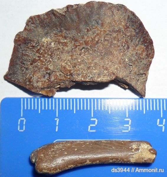 рептилии, неоген, млекопитающие, сармат