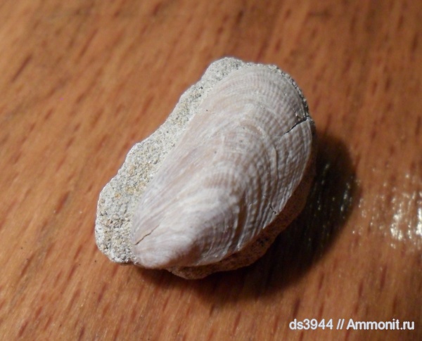 неоген, двустворчатые моллюски, сармат, Mytilidae, Modiola, Modiola sarmatica