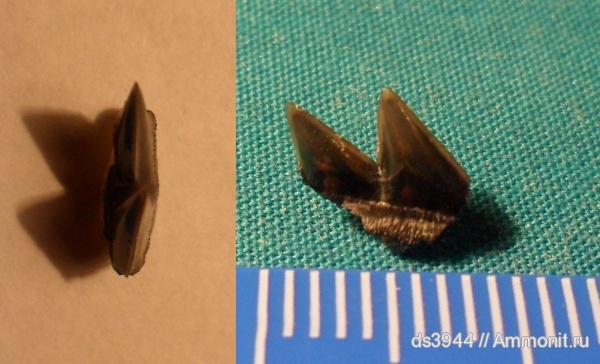 нижний мел, апт, зубы акул, Кубань, Hexanchidae, р. Убин, Aptian, Lower Cretaceous, shark teeth
