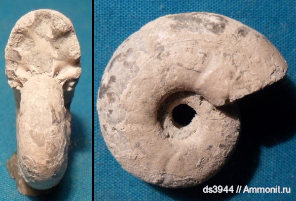 аммониты, мел, апт, Desmoceras, Ammonites, Кубань, р. Убин, Aptian, Cretaceous