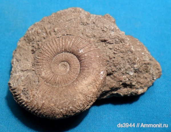 Германия, юрский период, тоар, Dactylioceras