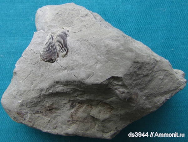 мел, берриас, аптихи, Ammonoidea, аммоноидеи, Punctaptychus, Aptychi, Berriasian