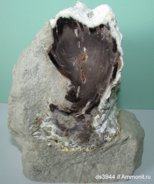 палеоген, окаменевшее дерево