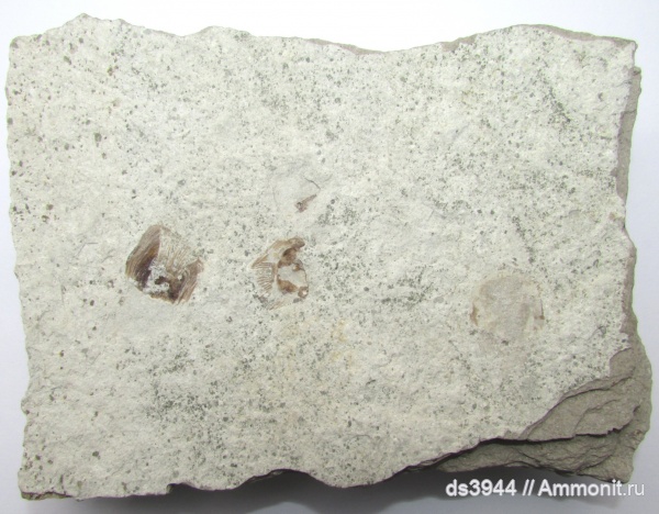 рыбы, эоцен, обмен, Lyrolepis caucasica