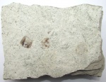 Чешуя Lyrolepis caucasica, плитка на обмен.
