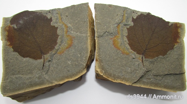 неоген, палеофлора, р. Пшеха, Populus, осина