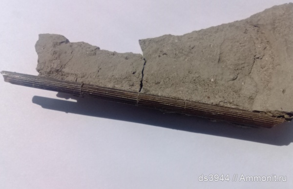 рыбы, эоцен, ростры, Cylindracanthus