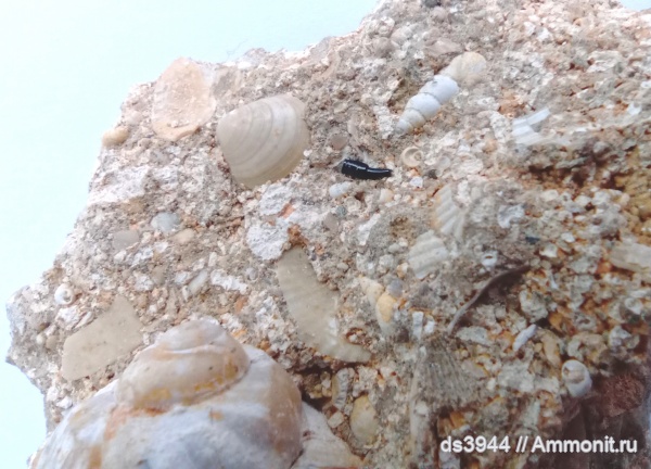 неоген, зубы, дельфины, Саук-Дере