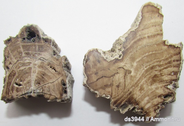 палеонтология, палеоген, неоген, окаменевшее дерево, Псебепс