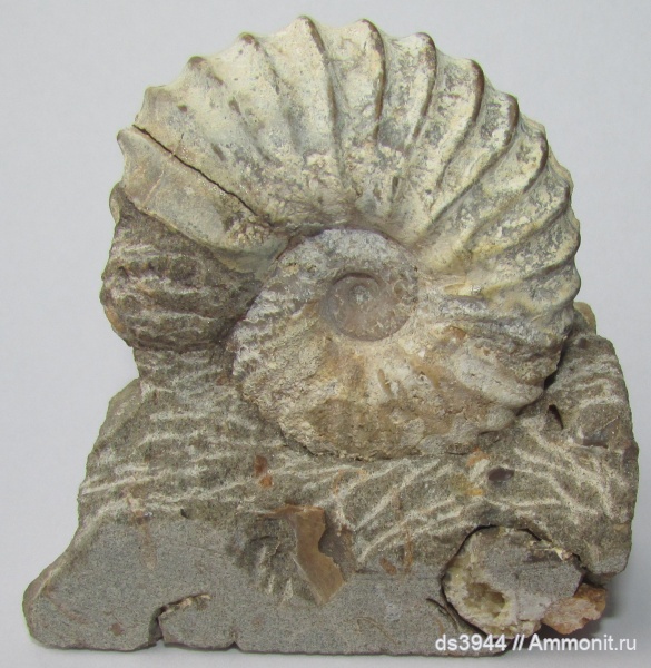 мел, Казахстан, альб, Hypacanthoplites, Hypacanthoplites subrectangulatus