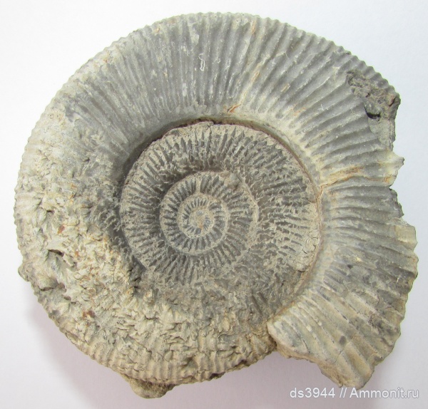 аммониты, юра, Dactylioceras, Туапсинский район, Хыжи