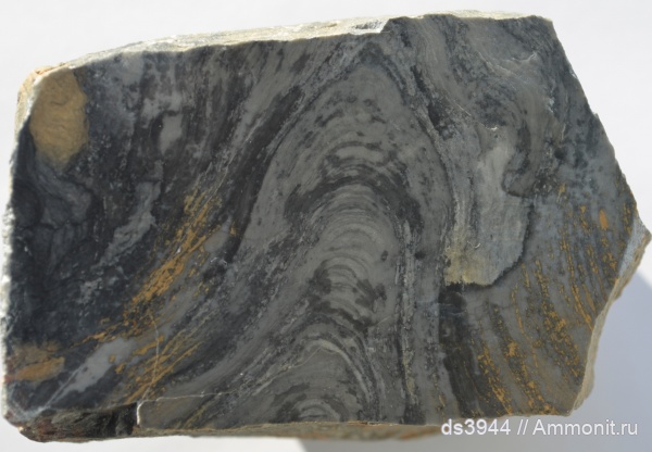 строматолиты, Урал, рифей, Gaya irkuskanica