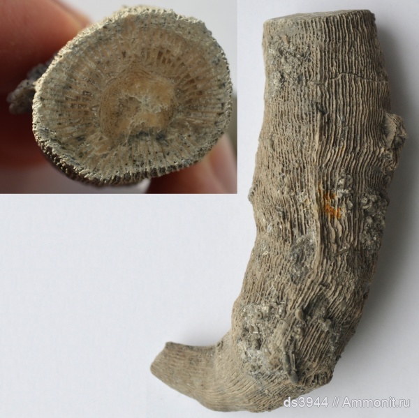 карбон, кораллы, нижний карбон, Rugosa, Aulophyllum fungites