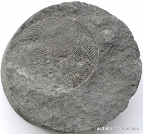 аммониты, тоар, Краснодарский край, Кубань, Polyplectus discoides