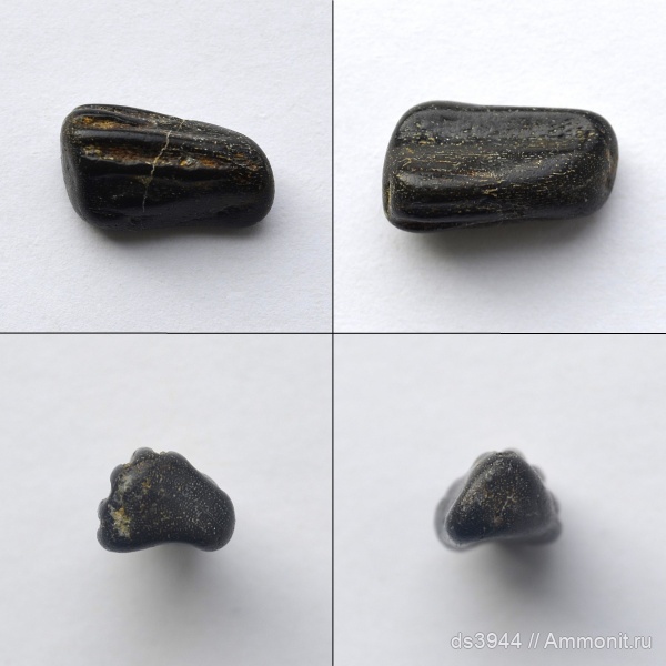 рептилии, юра, рыбы, келловей, кости, Псебай