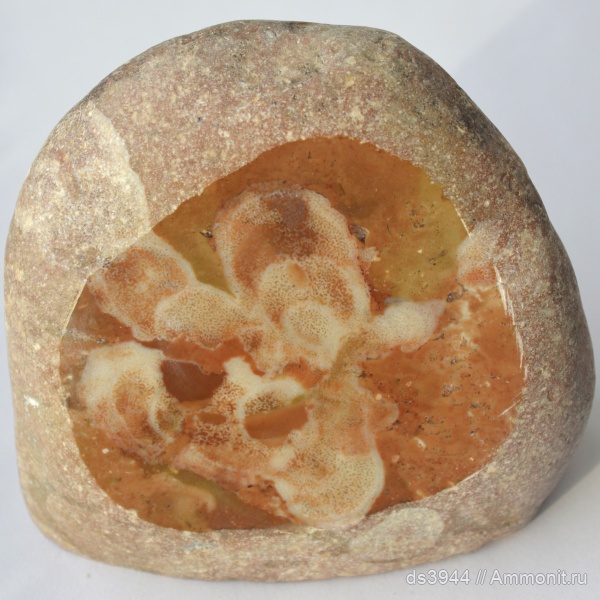 губки, р. Пшеха, титонский ярус