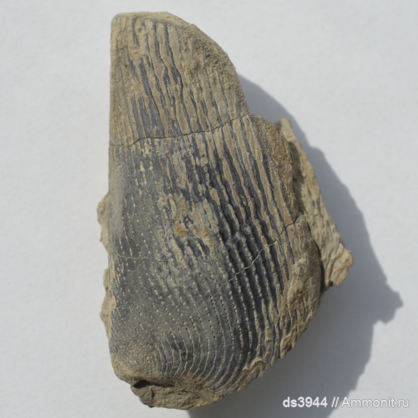 юра, аптихи, титон, Punctaptychus, Punctaptychus punctatus, Aptychi, Tithonian, Jurassic