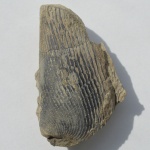 Аптихус-гигантикус! Punctaptychus punctatus