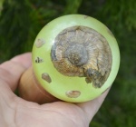 Необычное применение умирающего пиритового аммонита