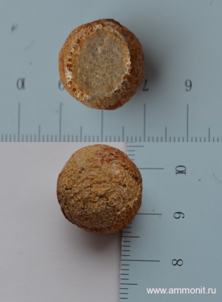 силур, кораллы, палеозой, Silurian, Tabulata