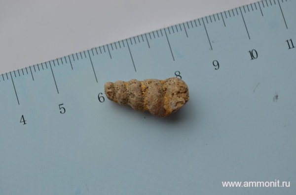 моллюски, силур, палеозой, Silurian