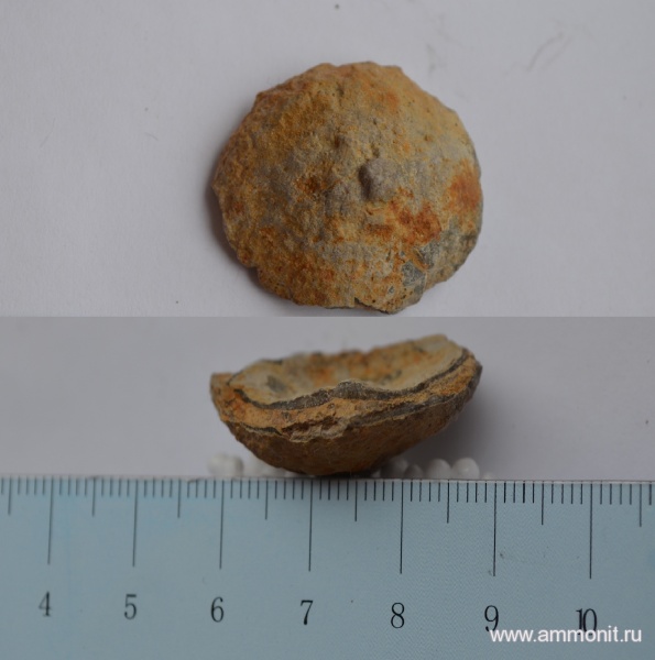 брахиоподы