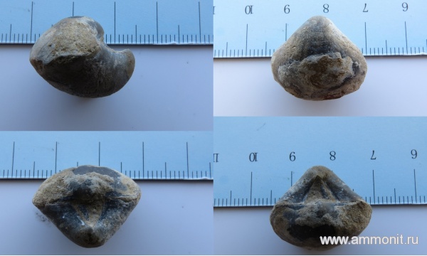 брахиоподы