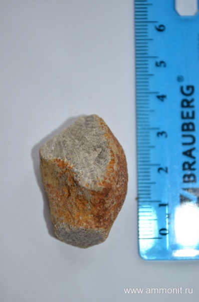 силур, кораллы, палеозой, Silurian, Tabulata