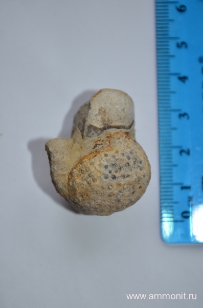 силур, кораллы, палеозой, Silurian